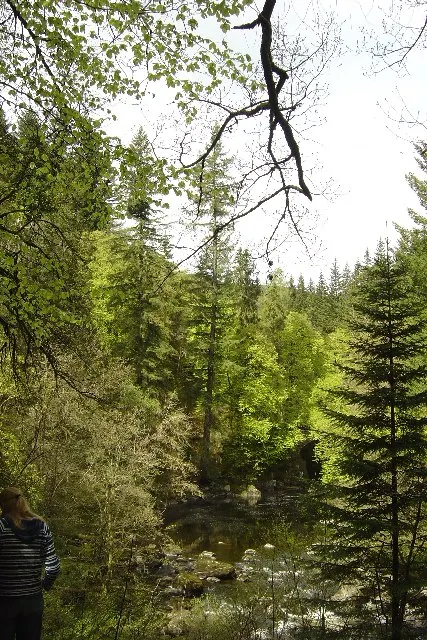 Hermitage Douglas-fir