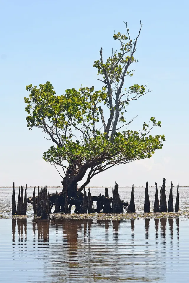 Mangrove