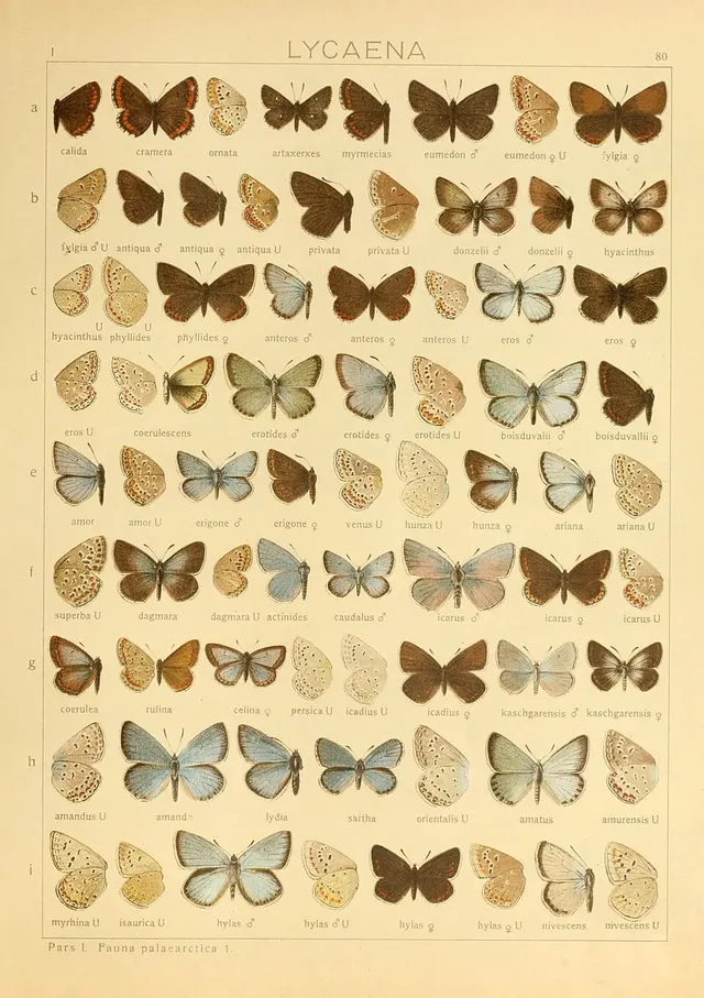 Polyommatus erigone