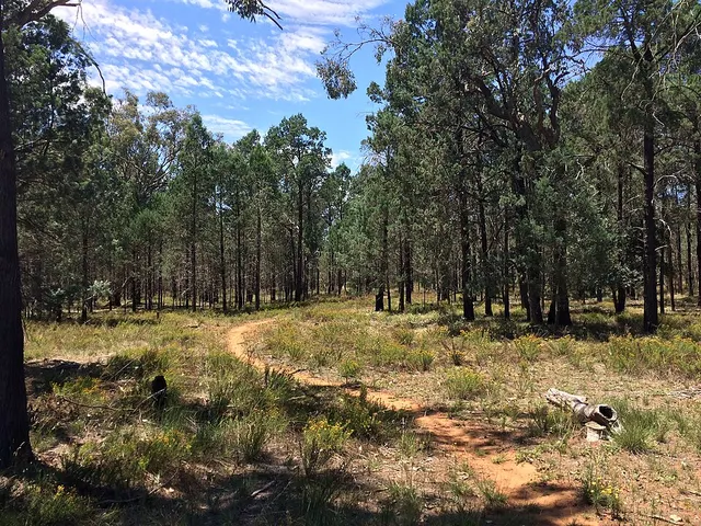 Currawananna State Forest