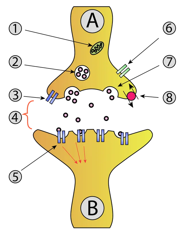 Exocytose
