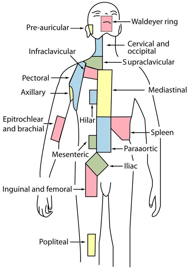 Cervical lymph nodes