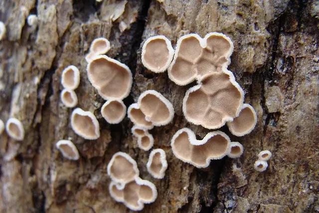 Aleurodiscus oakesii