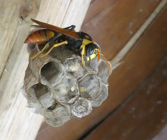 Polistes tepidus
