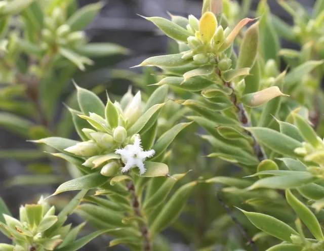 Styphelia ruscifolia