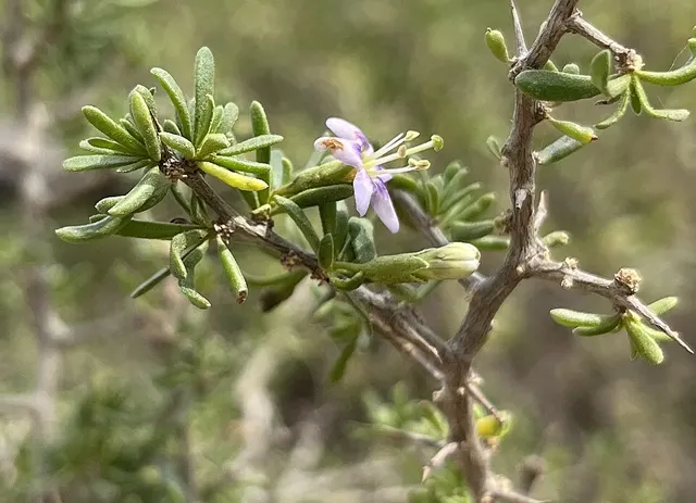Lycium pumilum