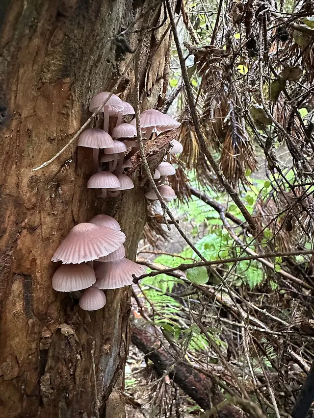 Mycena clarkeana