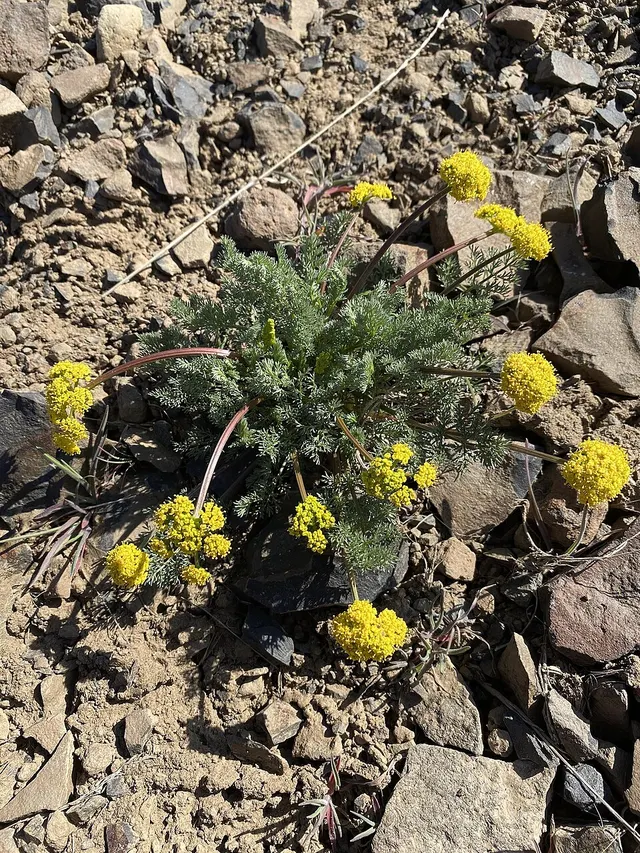 Lomatium quintuplex