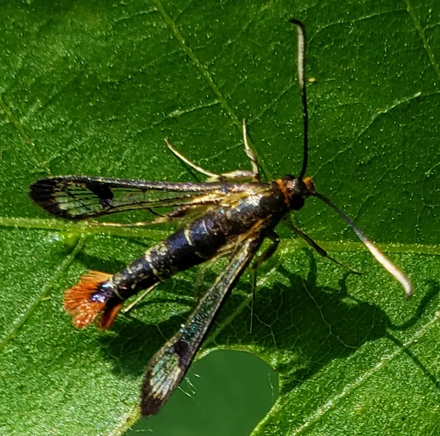 Synanthedon acerrubri