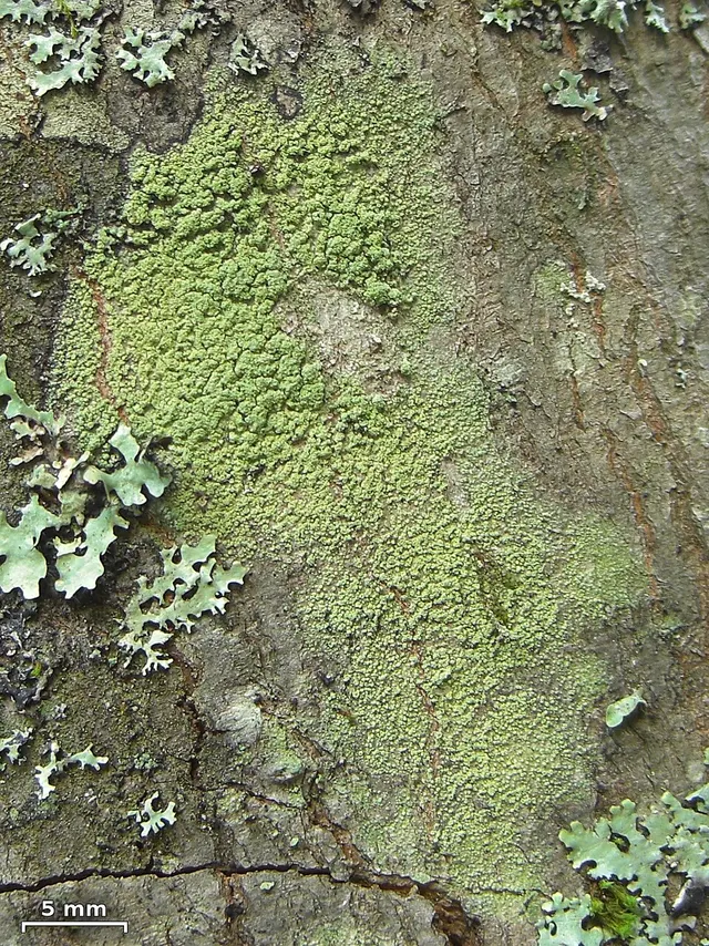Biatora pontica