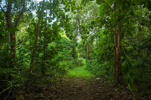 Reforestation in Nigeria