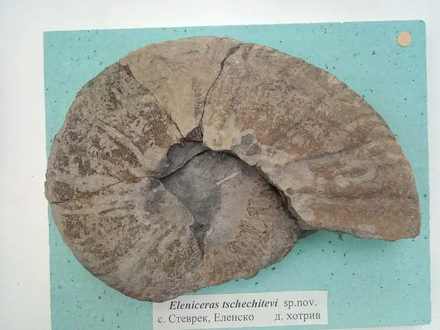 Eleniceras tchechitevi