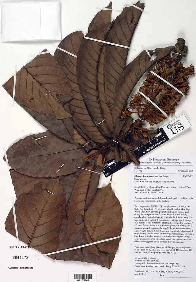 Gluema korupensis