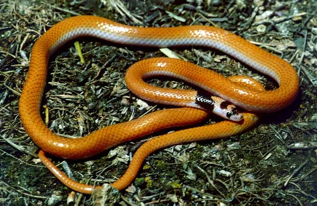 Rhynchocalamus satunini