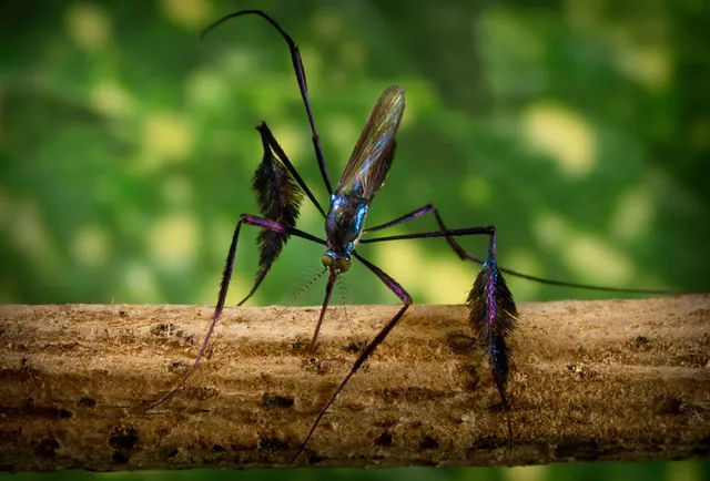 Sabethes cyaneus