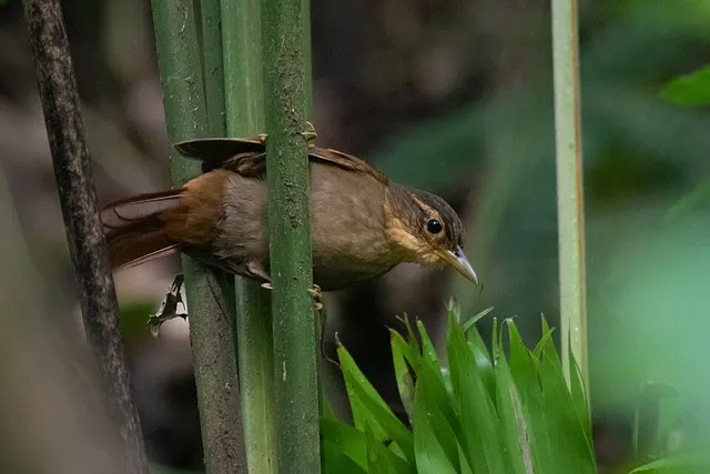 Fawn-throated foliage-gleaner