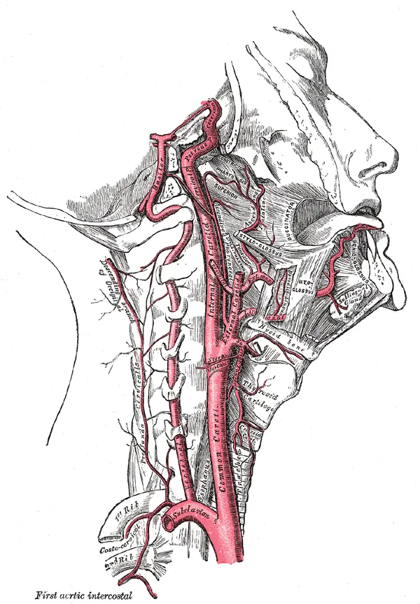 Tonsillar artery
