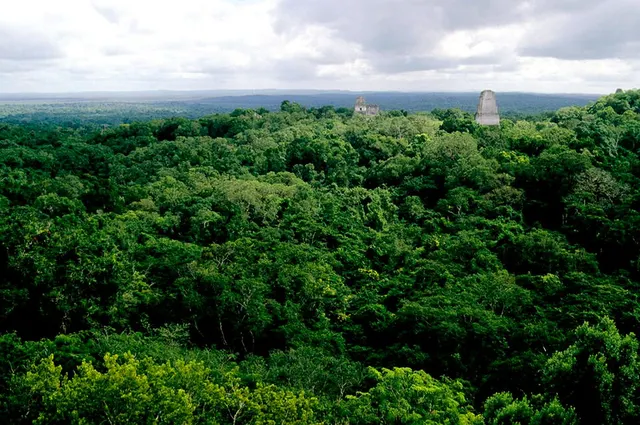 Maya Forest