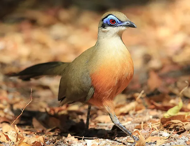 Coua