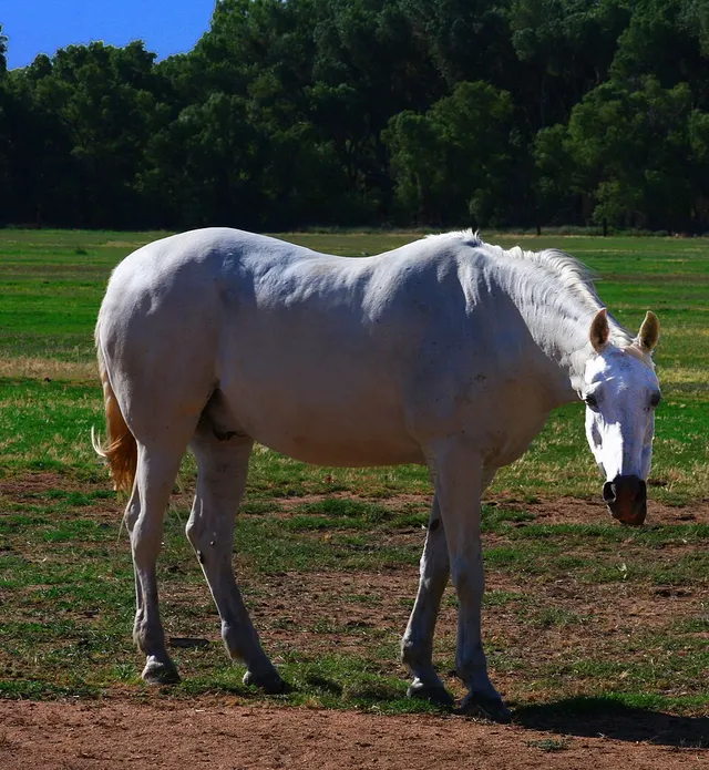 Masse corporelle du cheval