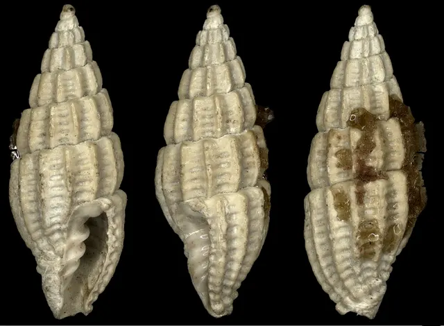 Turricula lirocostata