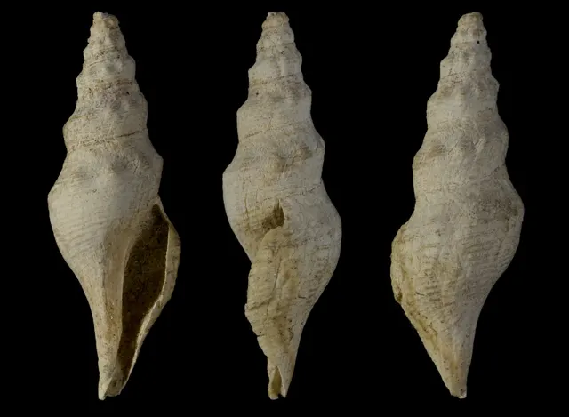 Turricula veslensis