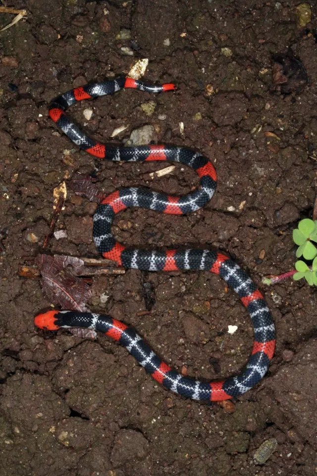 Micrurus ancoralis