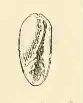 Volvarina affinis