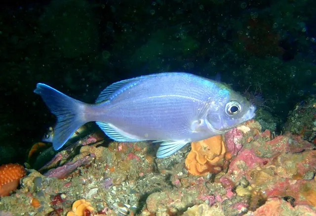 Pachymetopon aeneum