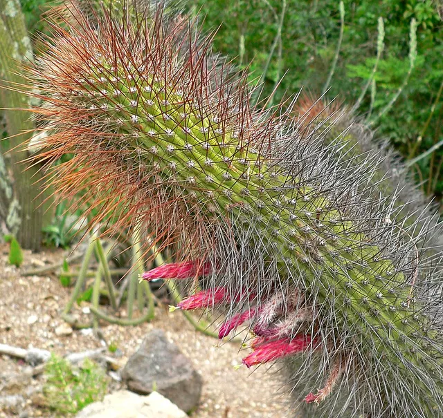 Cleistocactus buchtienii