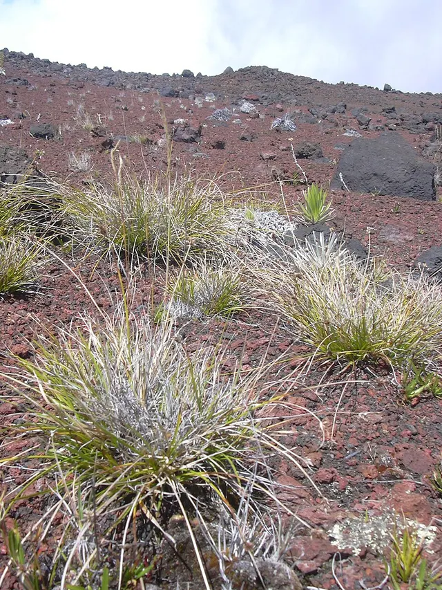 Carex subfusca