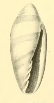 Volvarina hirasei