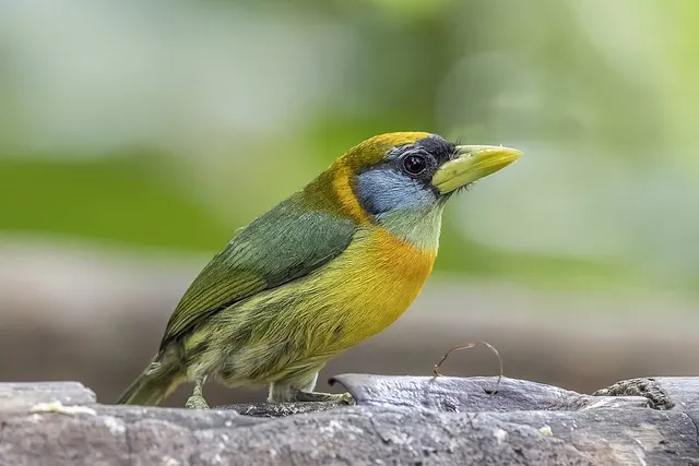 List of New World barbets