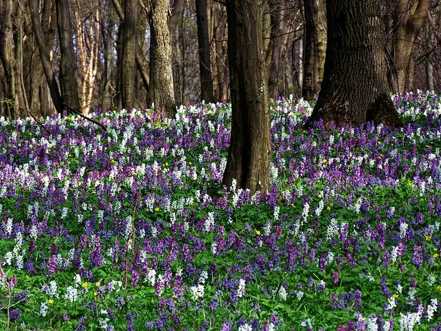 Corydalis Alkaloids