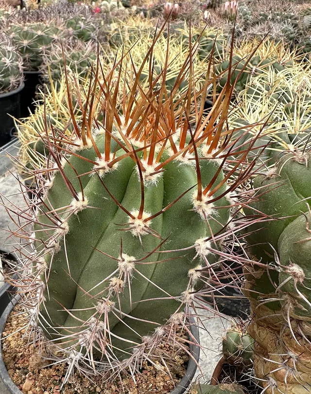 Echinopsis caineana