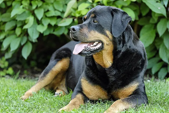 List of fatal dog attacks in Austria