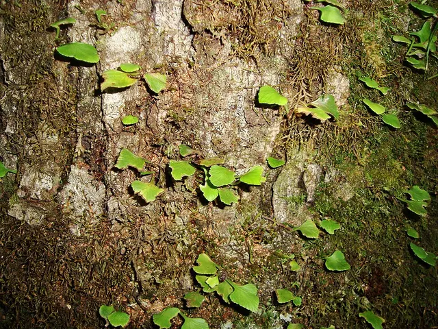 Asplenium trilobum