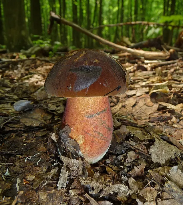 Bolet à pied rouge