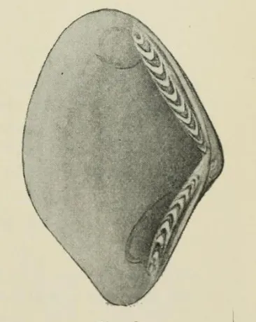 Ledella rhomboidea