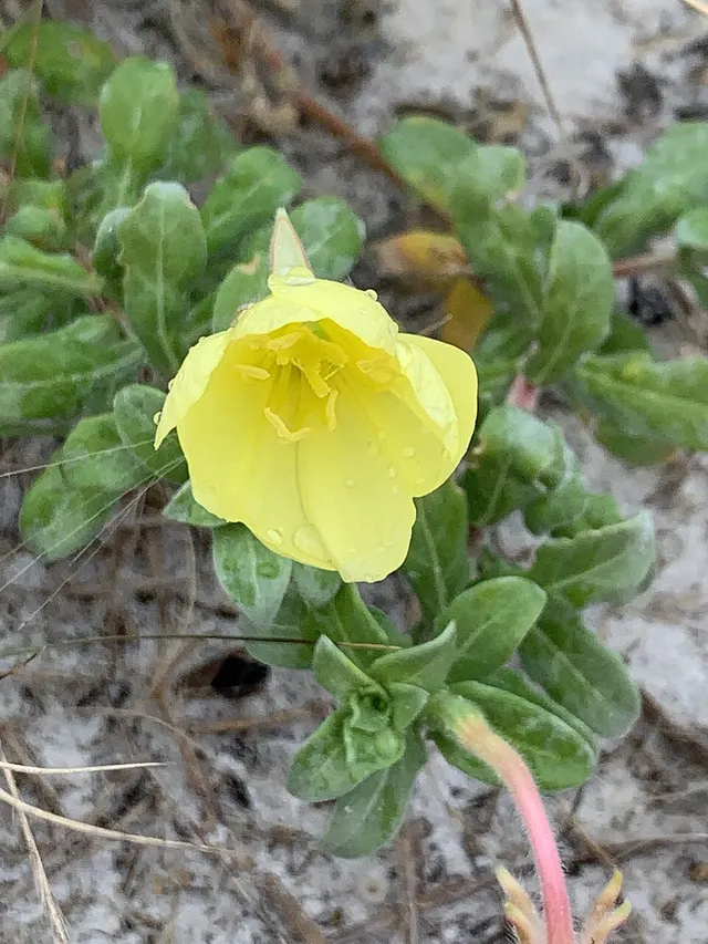 Oenothera humifusa