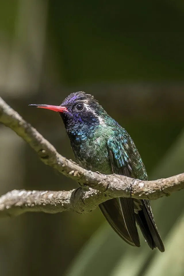 White-eared hummingbird