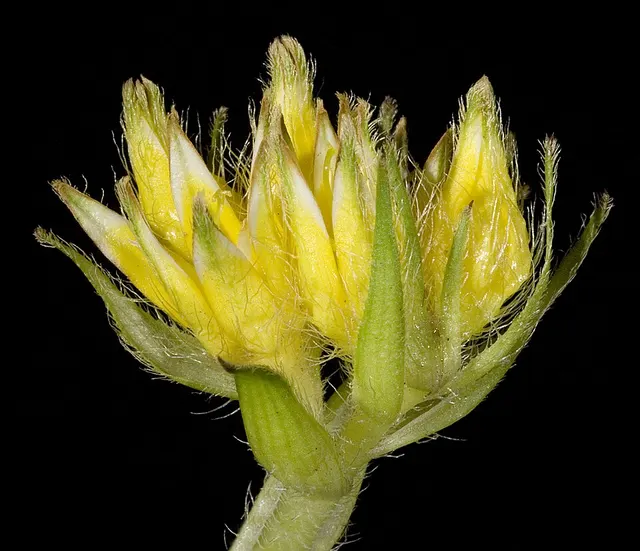 Conostylis juncea