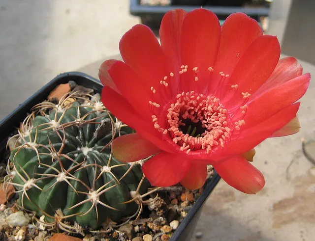 Echinopsis calorubra