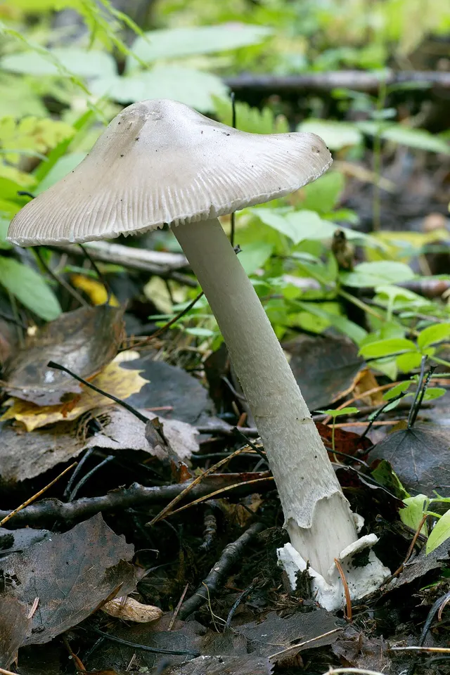 Amanita islandica