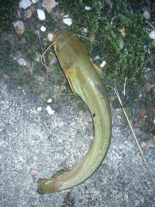 Silurus meridionalis