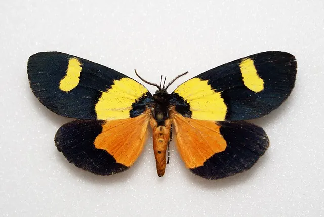 Eligma laetipicta