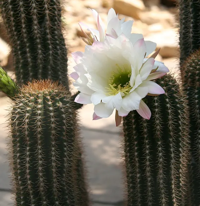 Echinopsis smrziana