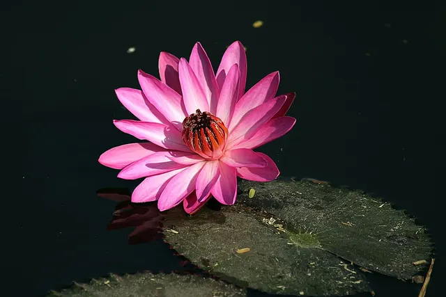 Nymphaea rubra