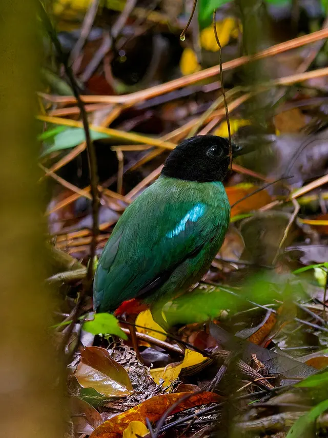 Minahasa hooded pitta