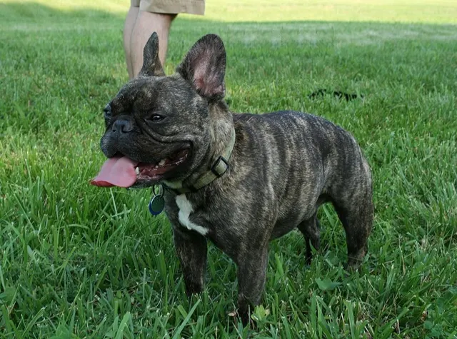 Bouledogue